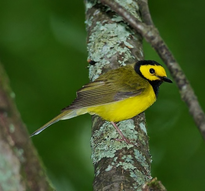 Hooded warbler