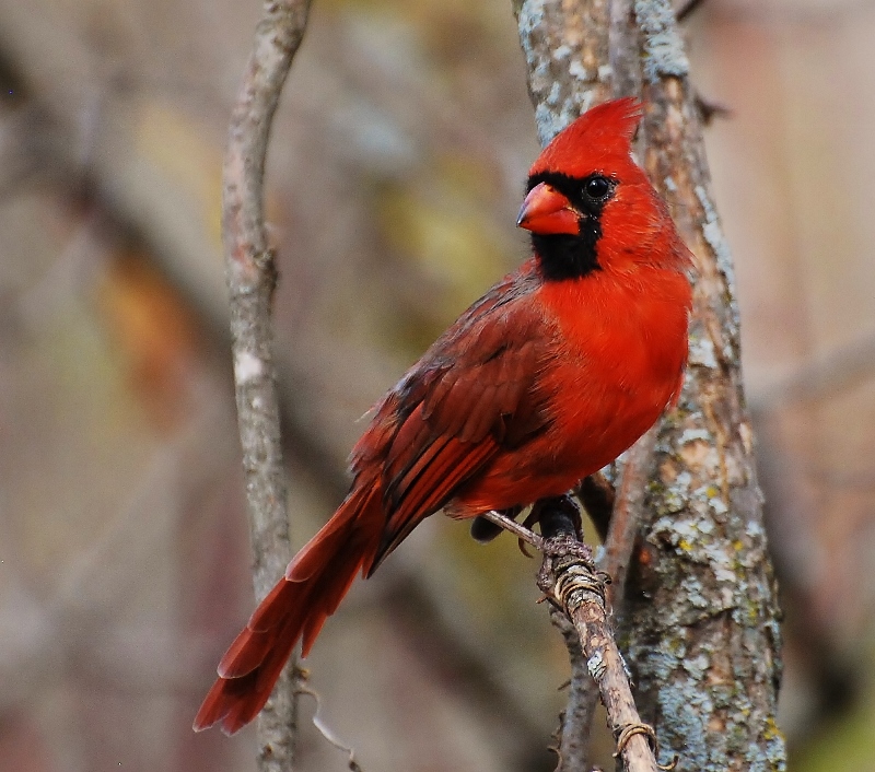 Northern cardinal