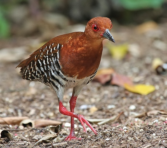 Red-legged crake