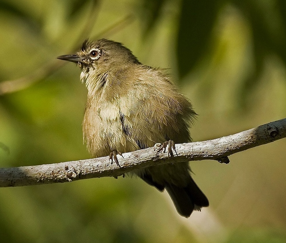 Seychelles white-eye