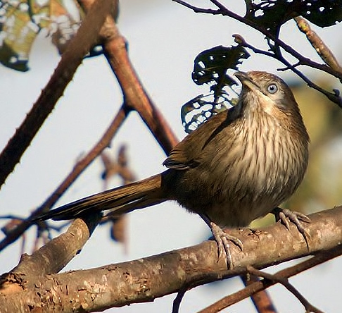 Spiny babbler