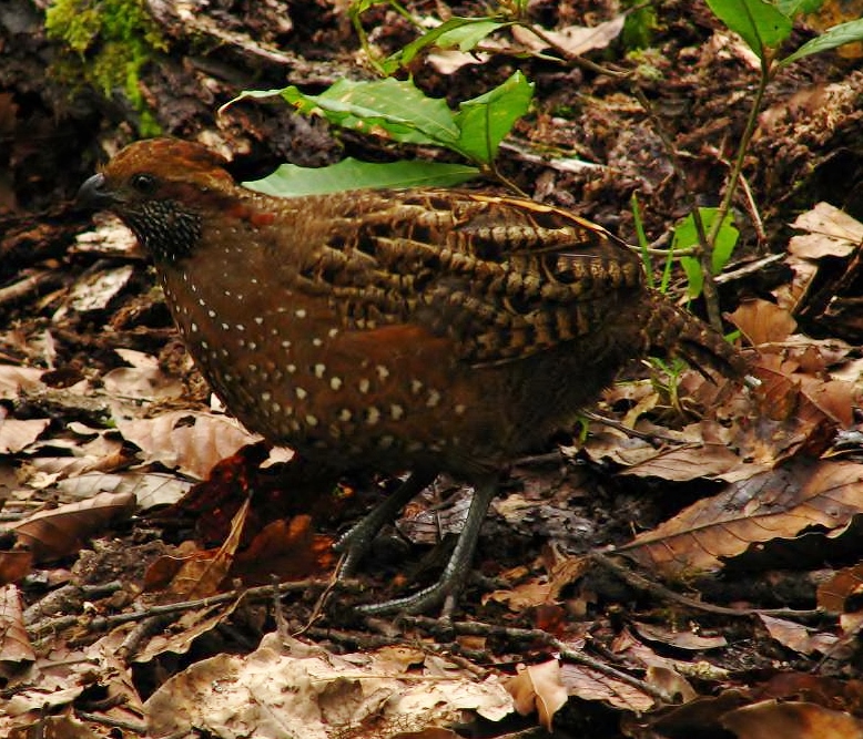 Spotted wood-quail