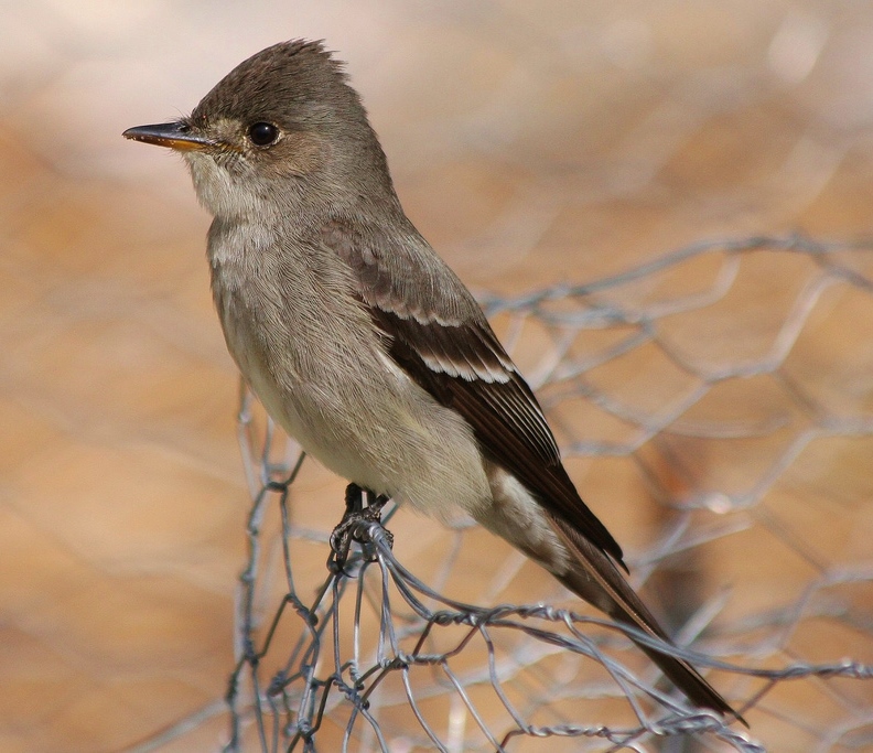 Western wood-pewee