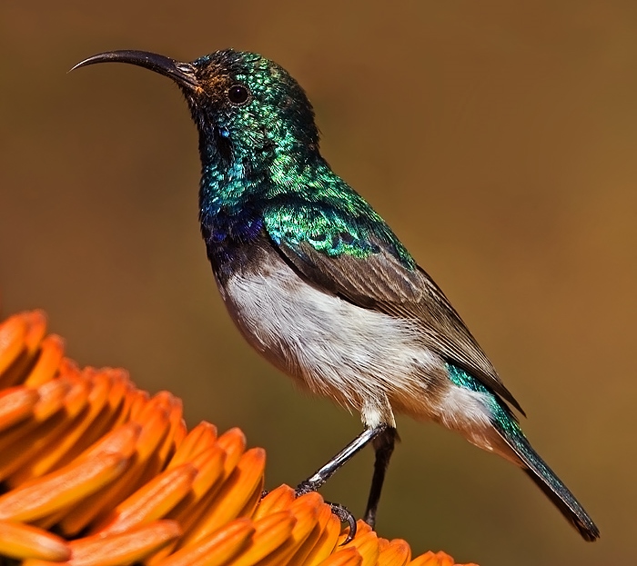 White-belied sunbird