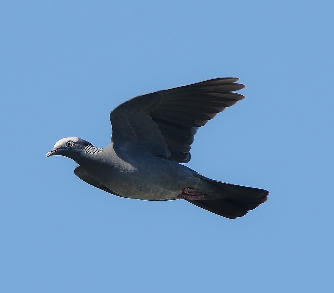 White-crowned pigeon