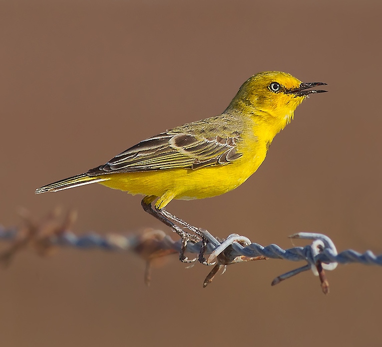 Yellow chat