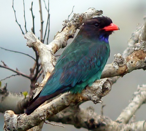 Asian dollarbird