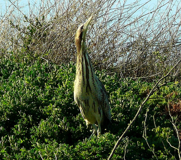 Australasian bittern