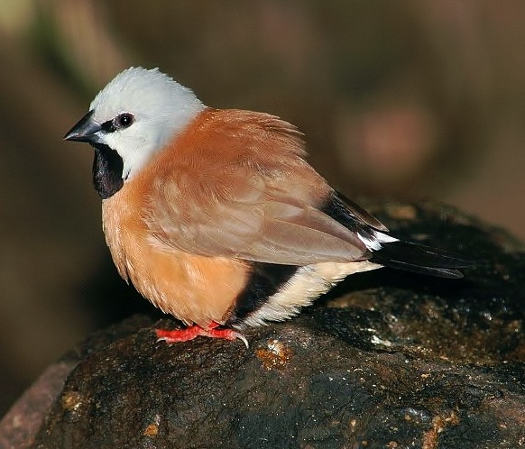 Black-throated finch