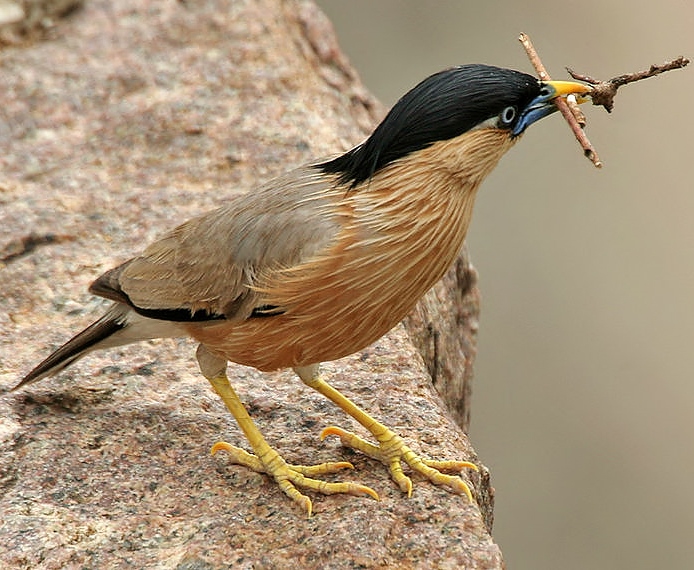 Brahminy starling