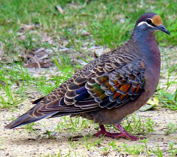 Common bronzewing