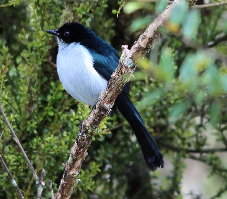 Fan-tailed berrypecker