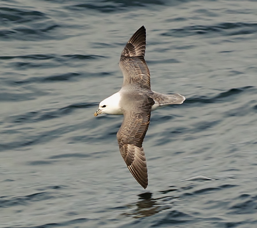 Northern fulmar