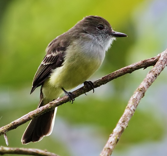 Pale-edged flycatcher