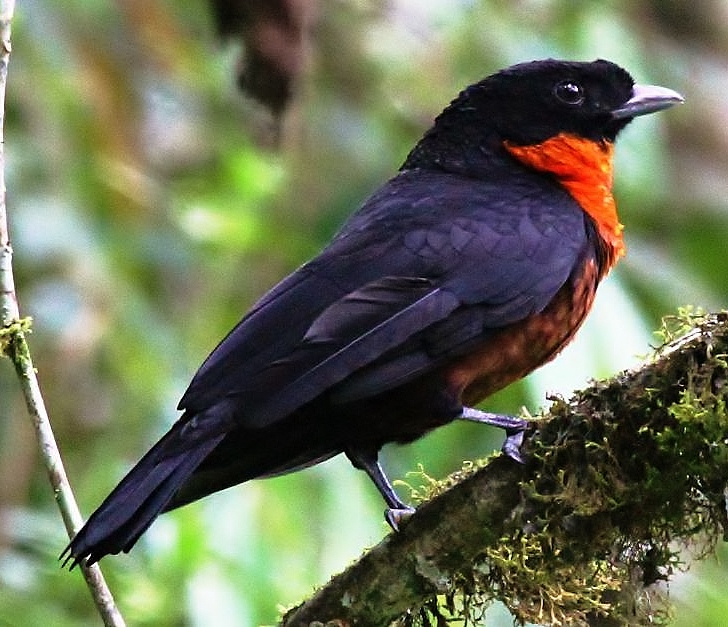 Red-ruffed fruitcrow