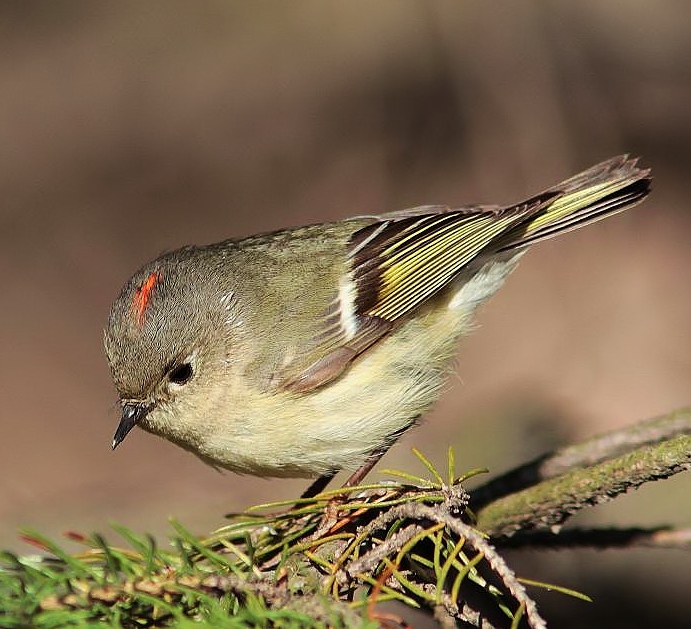 Ruby-crowned kinglet