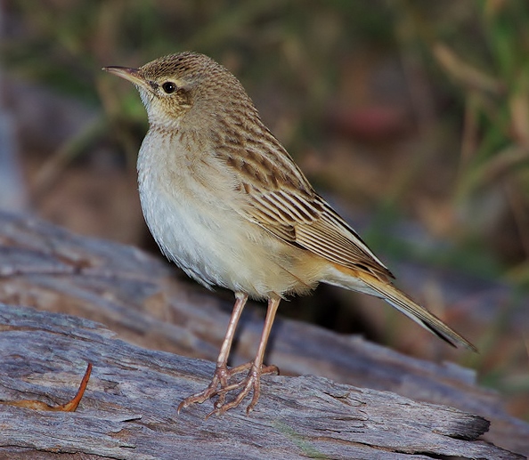 Rufous songlark