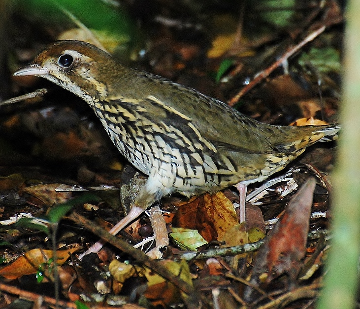 Short-tailed antthrush