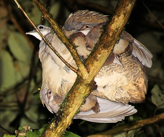 Slaty-breasted tinamou