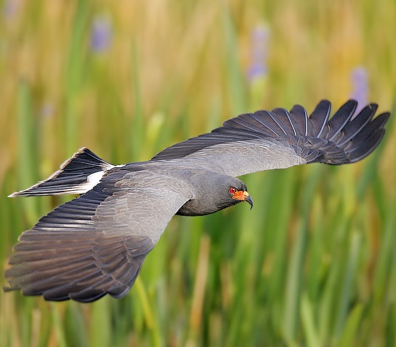 Snail kite