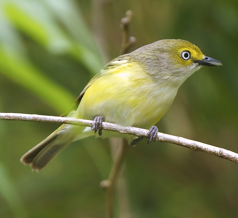 White-eyed vireo