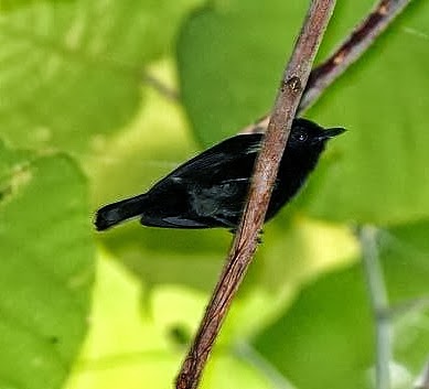 Black berrypecker