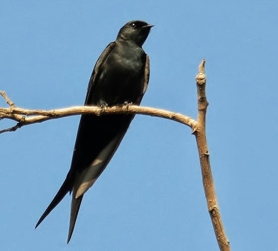 Blue saw-wing