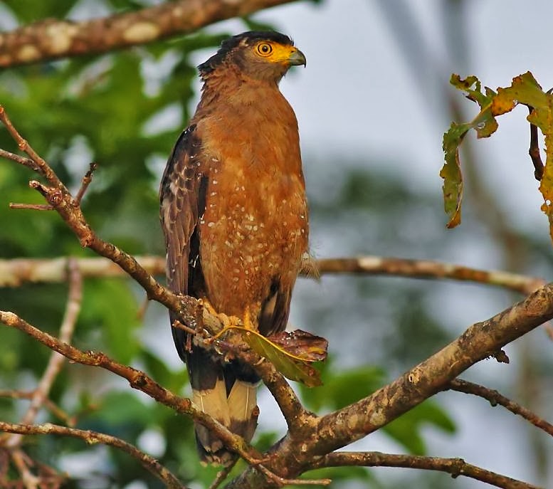 Crested serpent-eagle