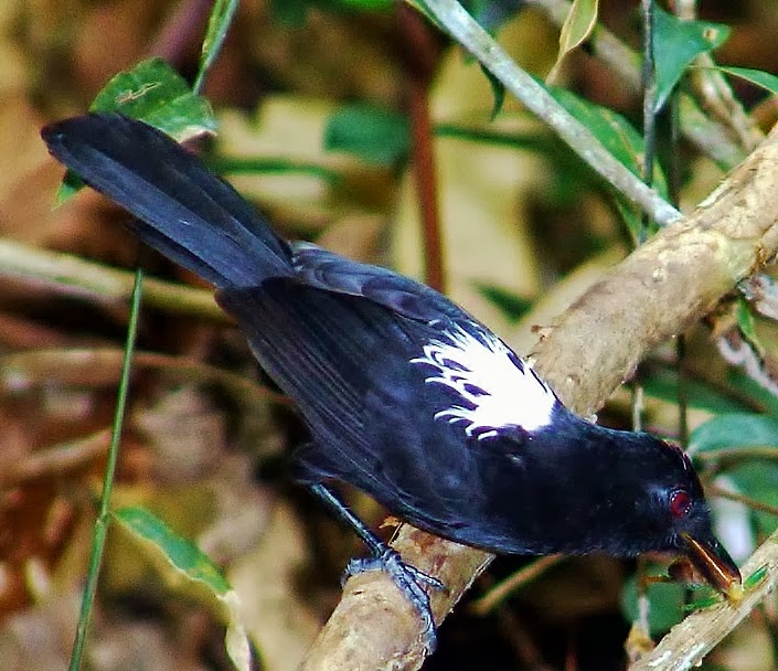 Fringe-backed fire-eye