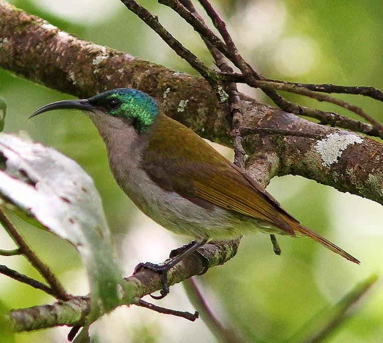 Green-headed sunbird