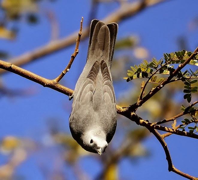 Grey cukooshrike