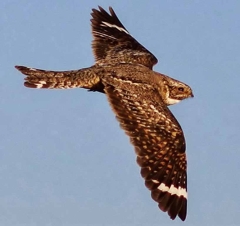 Lesser nighthawk