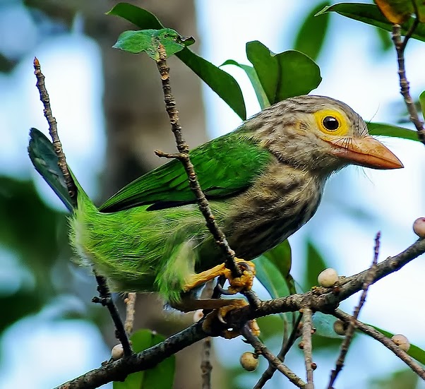 Lineated barbet