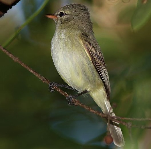 Northern beardless-tyrannulet