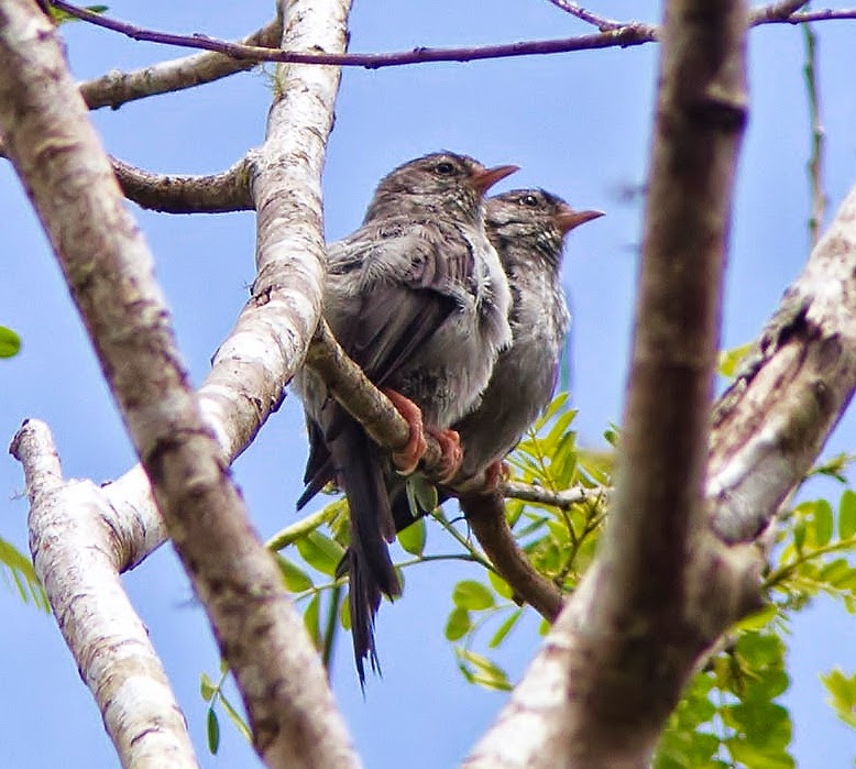 Pink-legged graveteiro