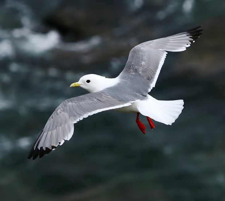 Red-legged kittiwake