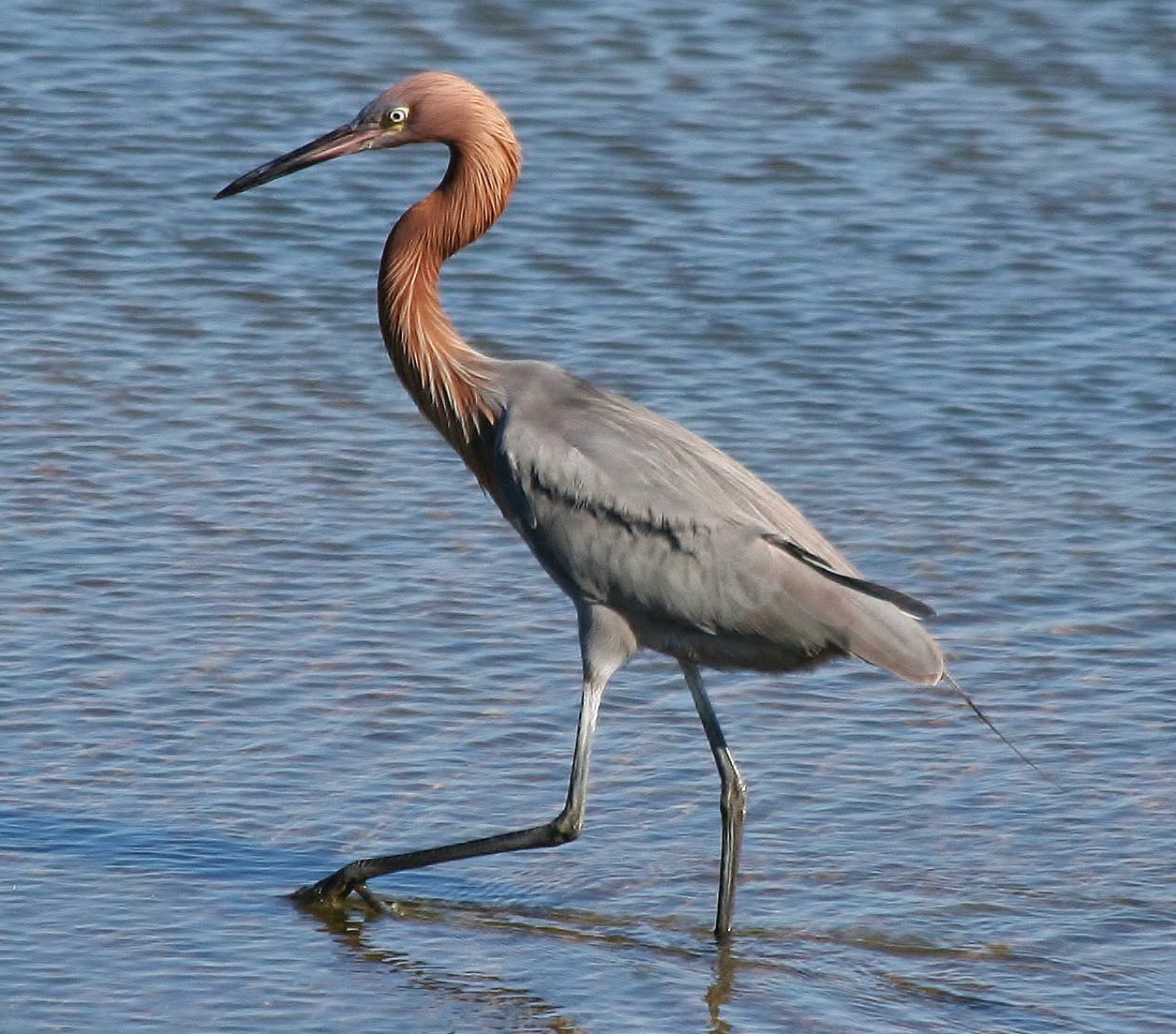 Reddish egret