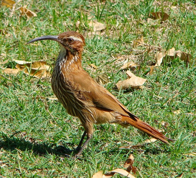 Scimitar-billed woodcreeper