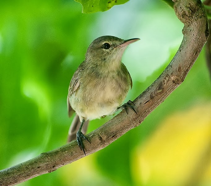 Seychelles warbler