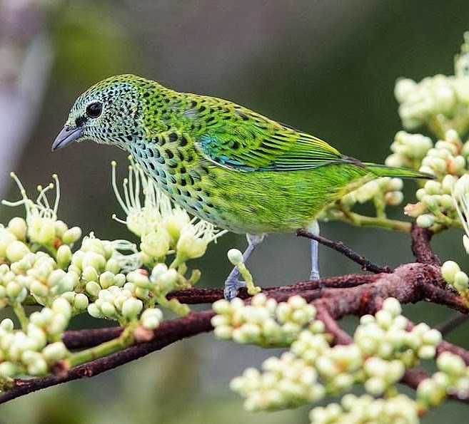 Spotted tanager