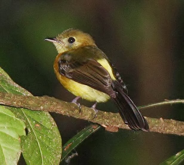 Sulphur-rumped flycatcher