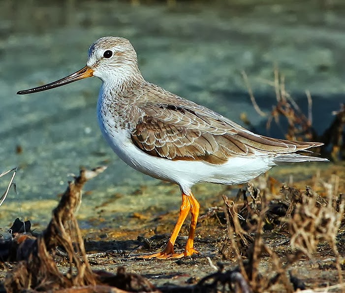 Terek sandpiper