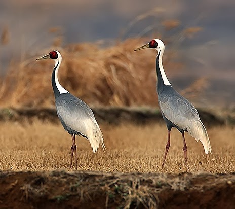 White-naped crane