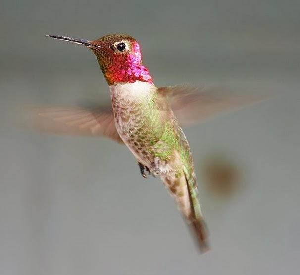 Anna's hummingbird