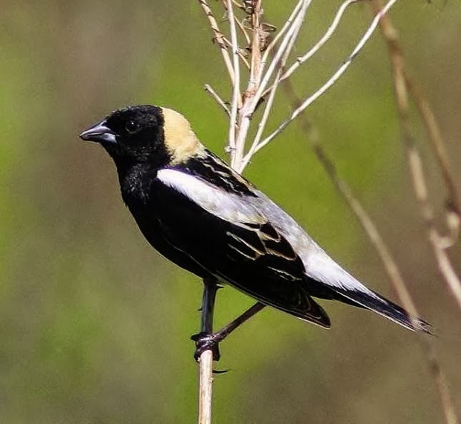 Bobolink