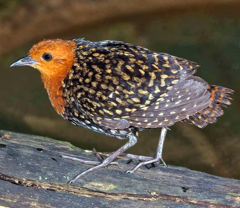 Buff-spotted flufftail