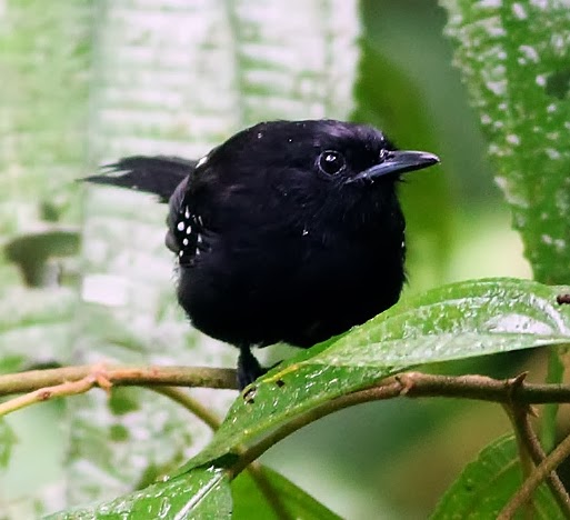 Dot-winged antwren