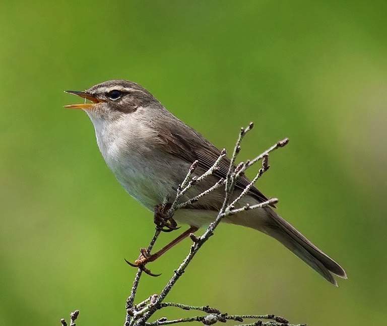 Dusky warbler