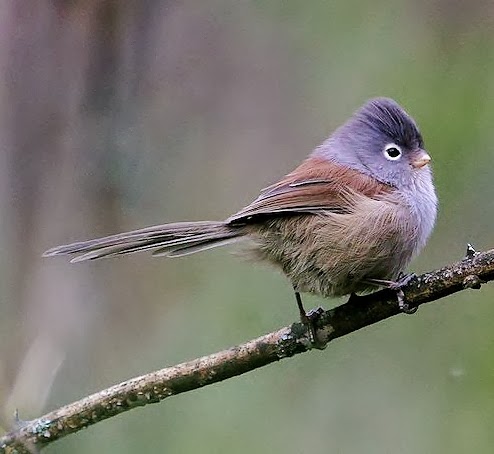 Grey-hooded parrotbill