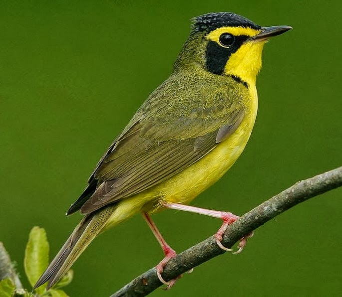 Kentucky warbler